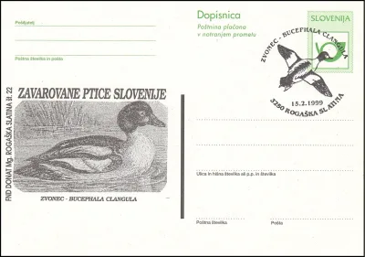 ZVONEC - BUCEPHALA CLANGULA